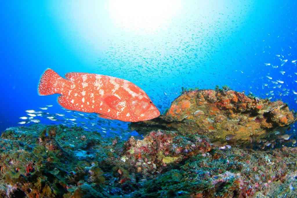 串本の海 | 串本でのダイビングは南紀シーマンズクラブ