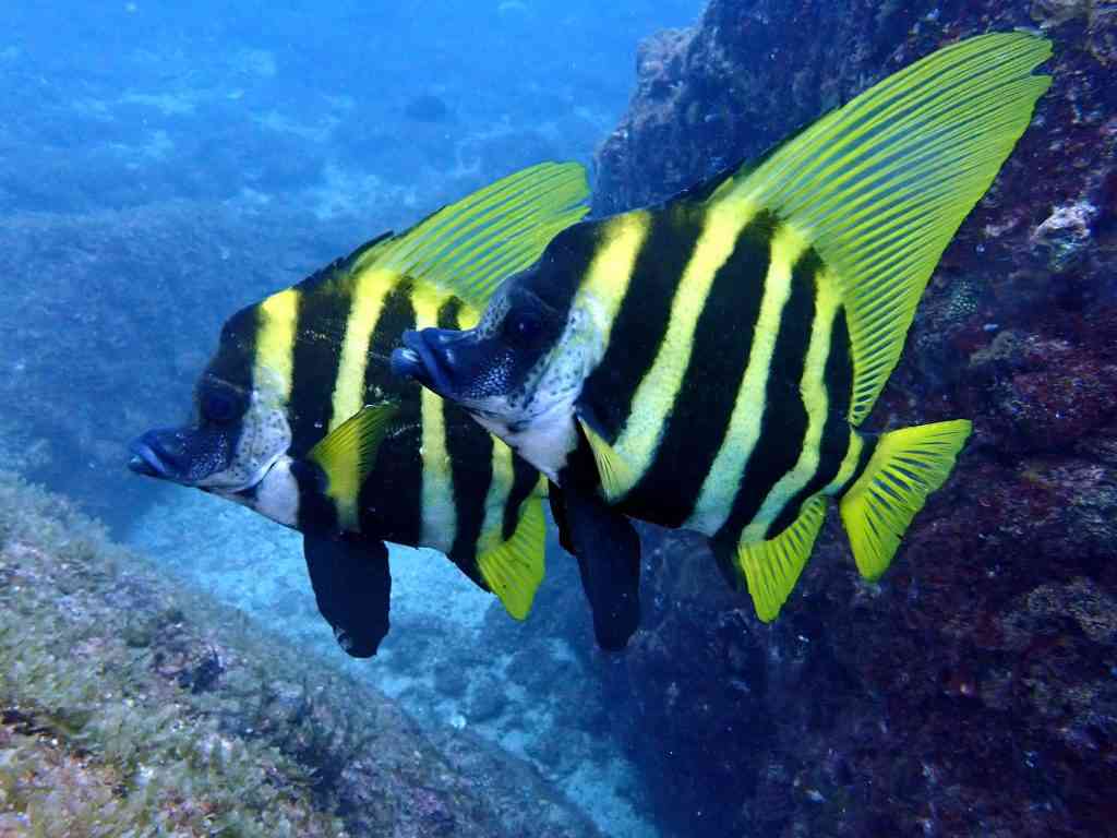 Stupell Industries 海洋生物 クジラ イッカ海洋画 文字と裏地付き並行輸入 : Stupell Industries いろいろなクジラの種類 海の生物