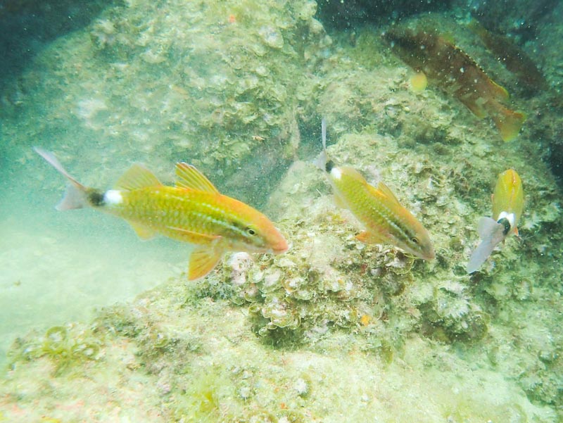ホウライヒメジ