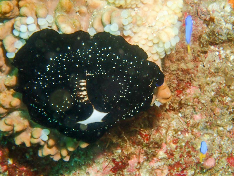 ウミウサギ