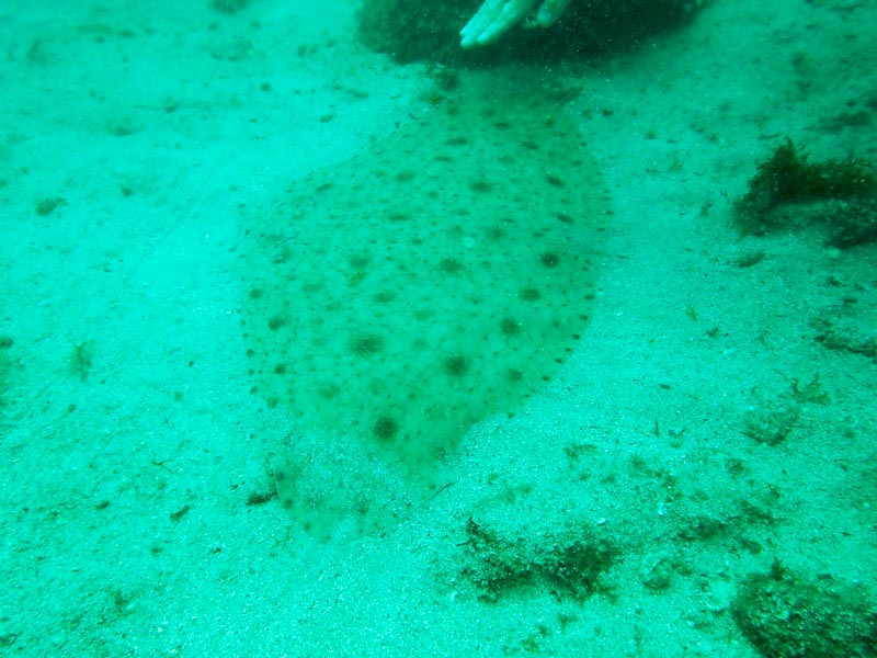 ツバクロエイ